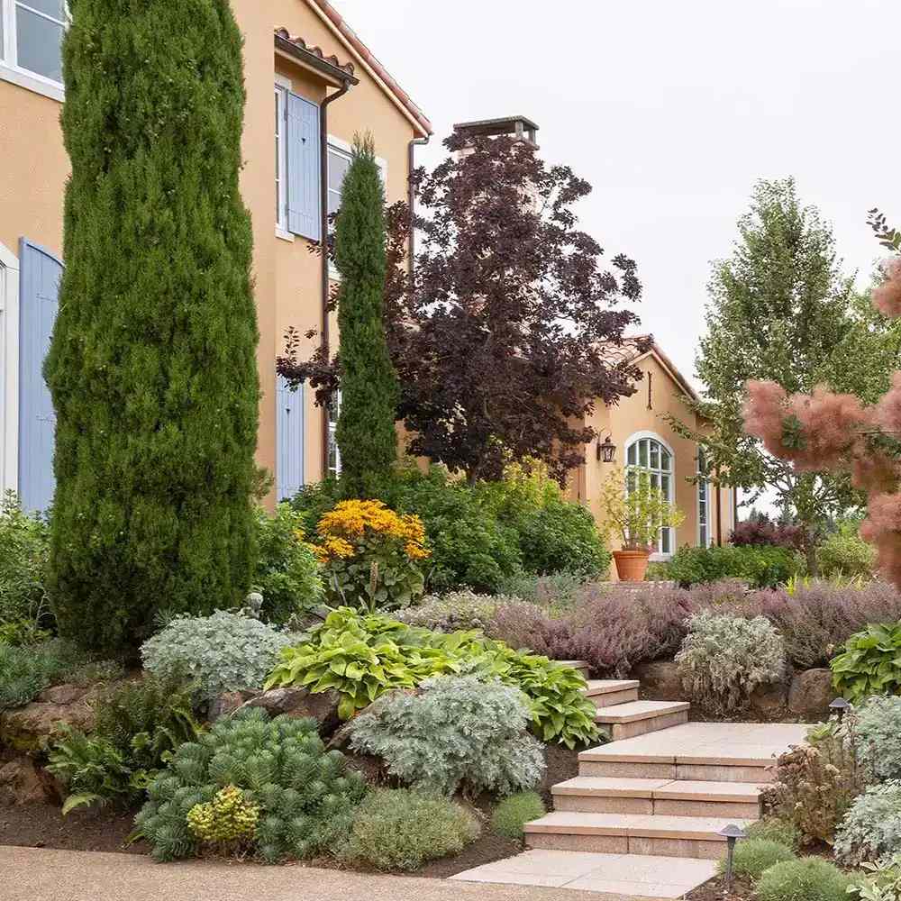 Италиански кипарис (Cupressus sempervirens Pyramidalis), колонен, устойчив, интензивнозелен, бърз растеж