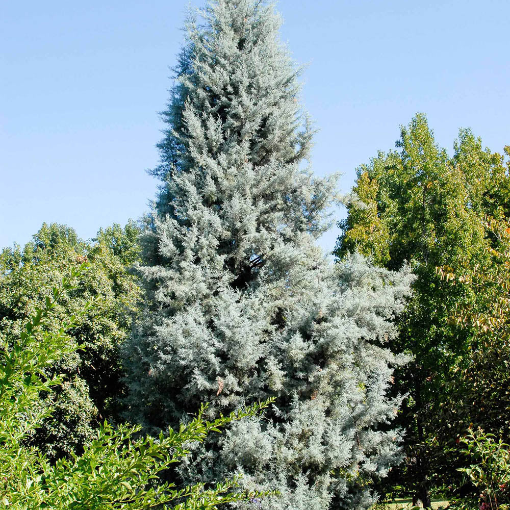 Chiparos argintiu de Arizona, gard viu vesnic verde