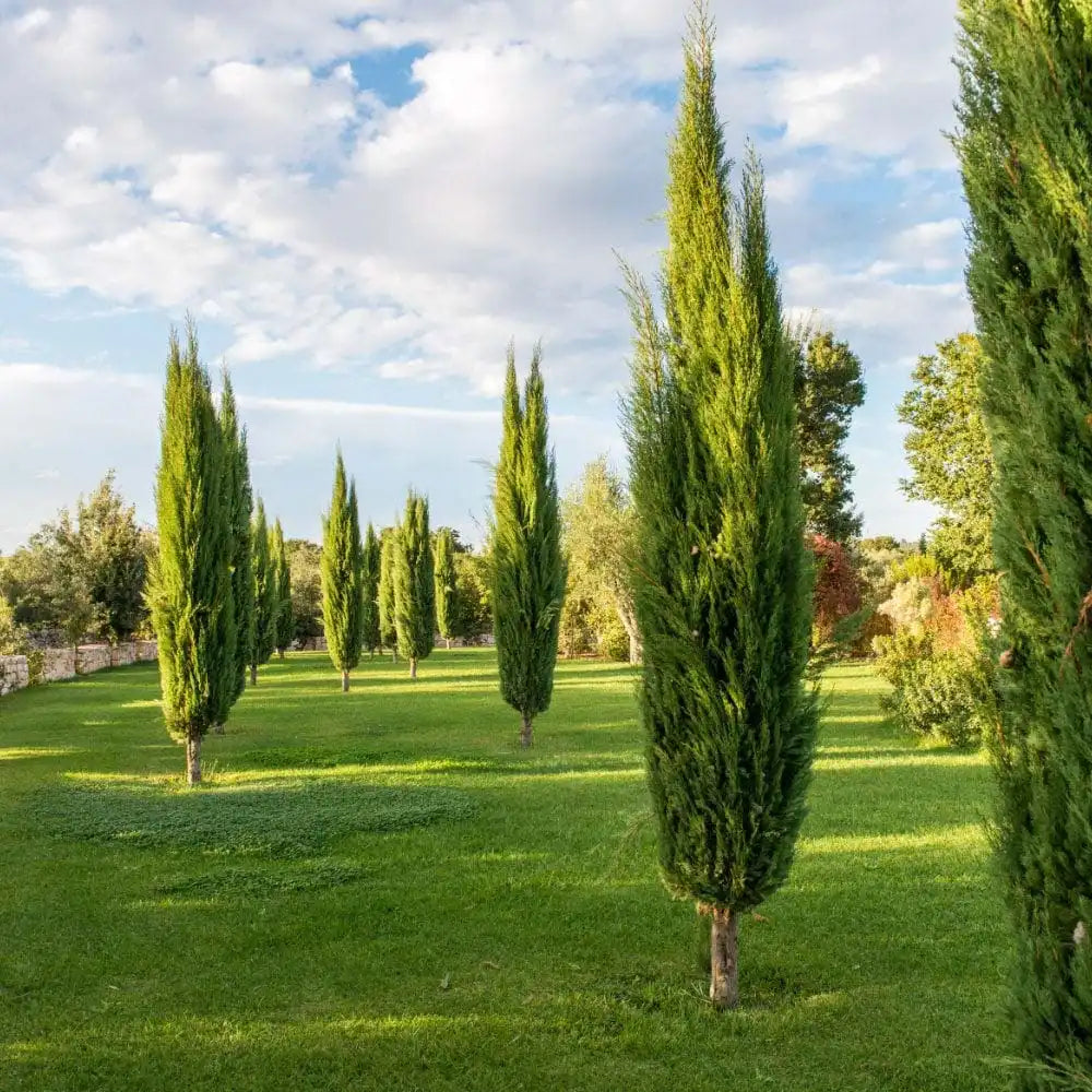 Италиански кипарис (Cupressus sempervirens Pyramidalis), колонен, устойчив, интензивнозелен, бърз растеж