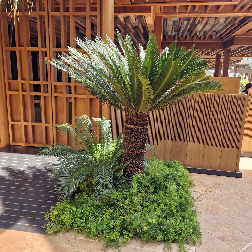 Цикас Cycas Revoluta – екзотична стайна палма с твърди зелени листа, 160 см