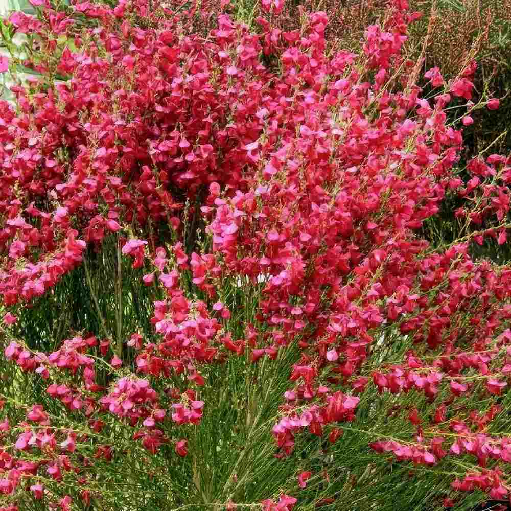 Метла (Cytisus) 'Boskoop Ruby' – храст с обилен рубиненочервен цъфтеж за слънчеви градини