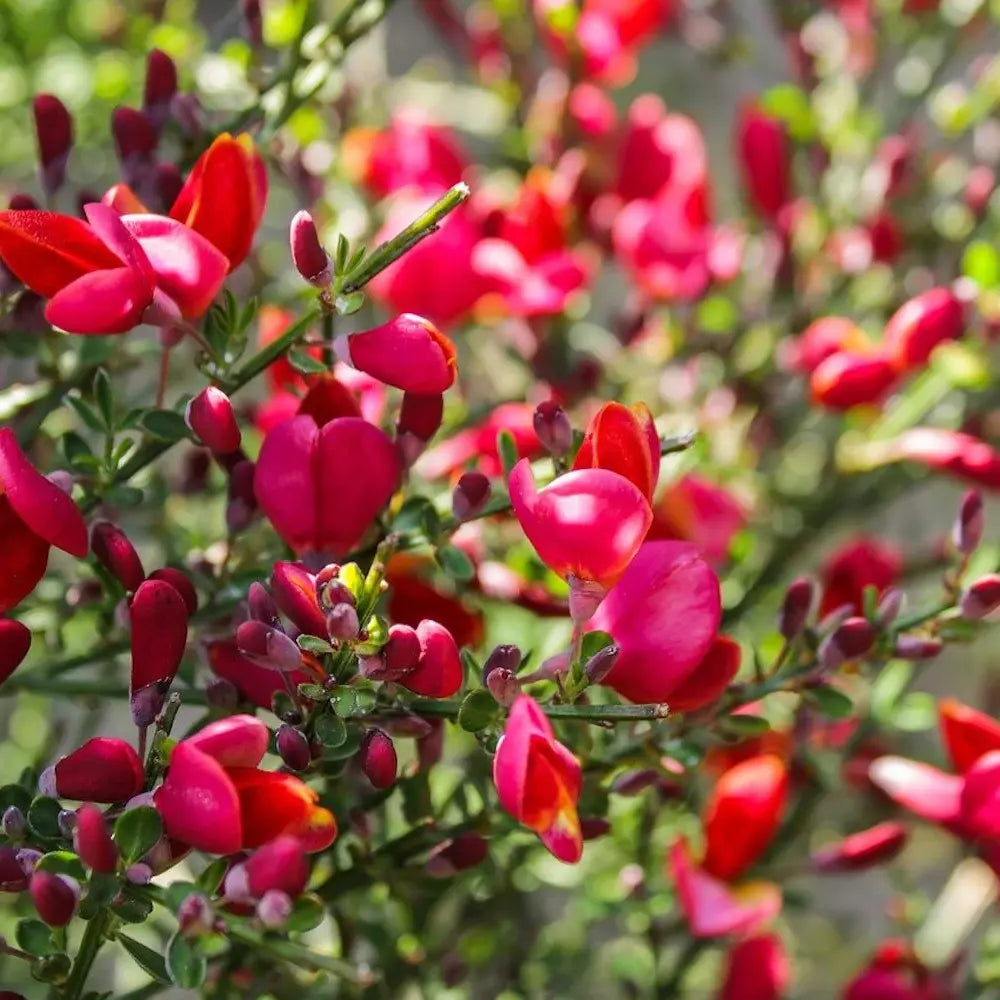 Метла (Cytisus) 'Boskoop Ruby' – храст с обилен рубиненочервен цъфтеж за слънчеви градини