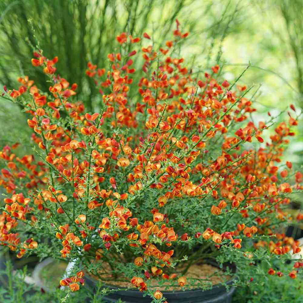 Метличина декоративна (Cytisus) Lena – храст с жълто-оранжеви цветове с червени акценти за слънчеви градини