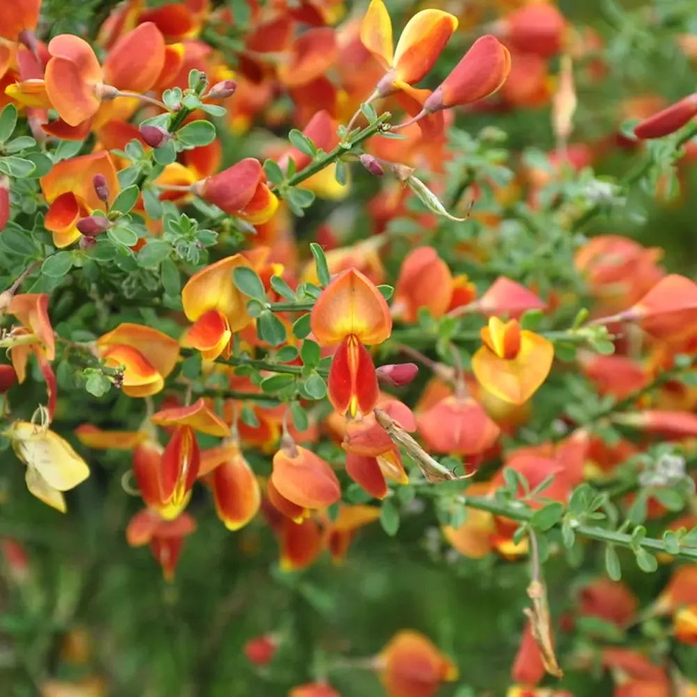 Метличина декоративна (Cytisus) Lena – храст с жълто-оранжеви цветове с червени акценти за слънчеви градини
