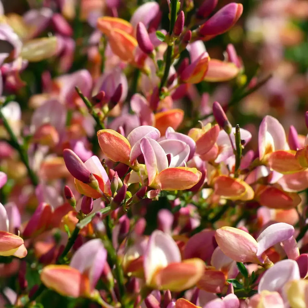 Метличина (Cytisus) 'Zeelandia' – храст с бледорозови цветове и червен център за слънчеви градини