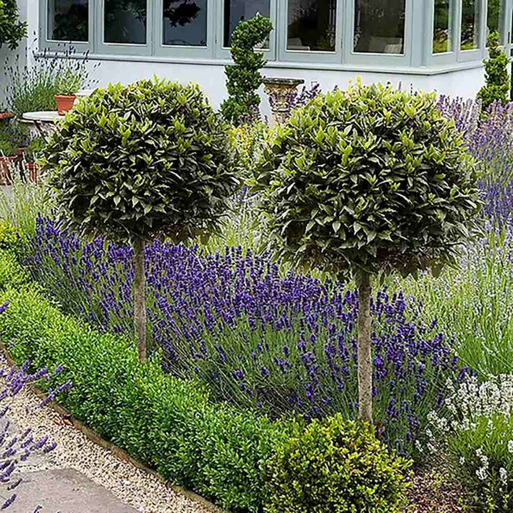 Лаврово дърво (дафинов лист), ядливо, декоративно