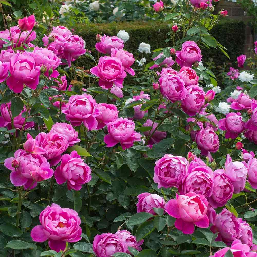 Trandafir englezesc David Austin Royal Jubilee, flori roz zmeuriu, parfum fructat, inflorire continua