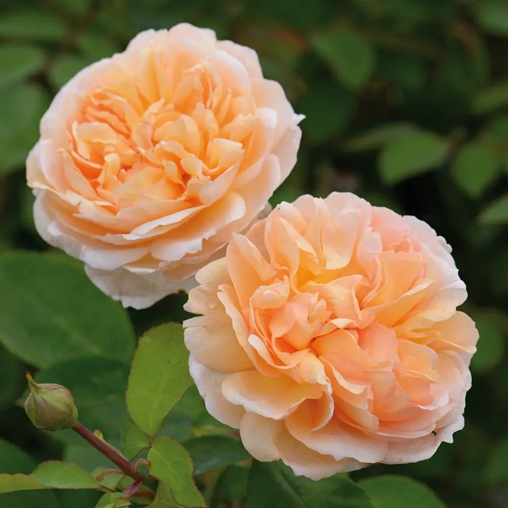 Trandafir englezesc David Austin, The Lady Gardener, flori portocaliu caise, parfum intens, inflorire continua, tufa viguroasa pentru gradina