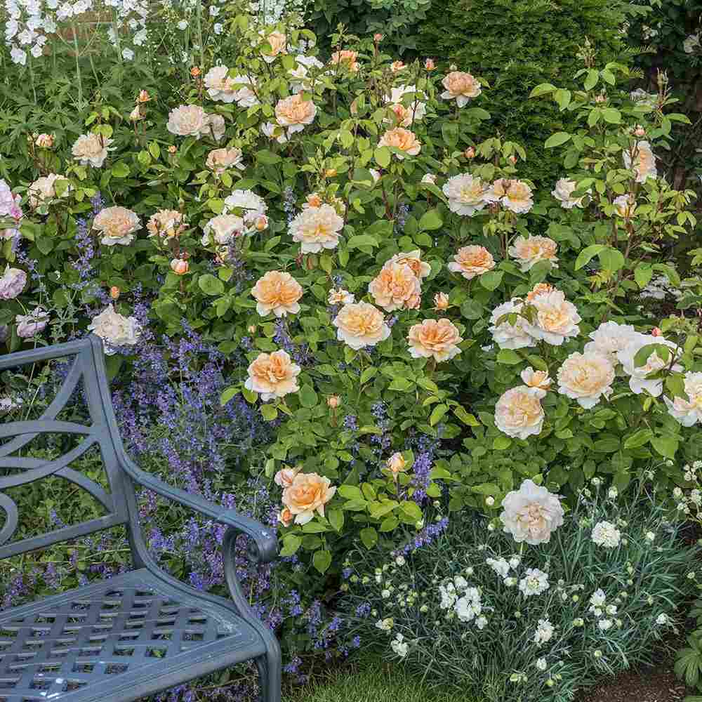 Trandafir englezesc David Austin, The Lady Gardener, flori portocaliu caise, parfum intens, inflorire continua, tufa viguroasa pentru gradina