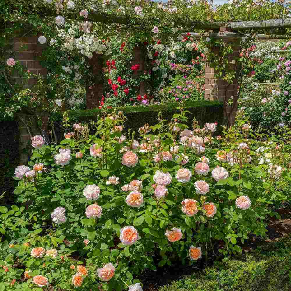 Trandafir englezesc David Austin, The Lady Gardener, flori portocaliu caise, parfum intens, inflorire continua, tufa viguroasa pentru gradina