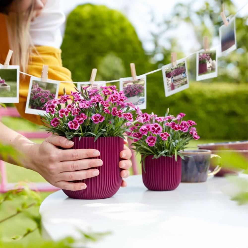 Карамфил (Dianthus) 'Picture Perfect' – ароматно многогодишно с двуцветни розови цветове