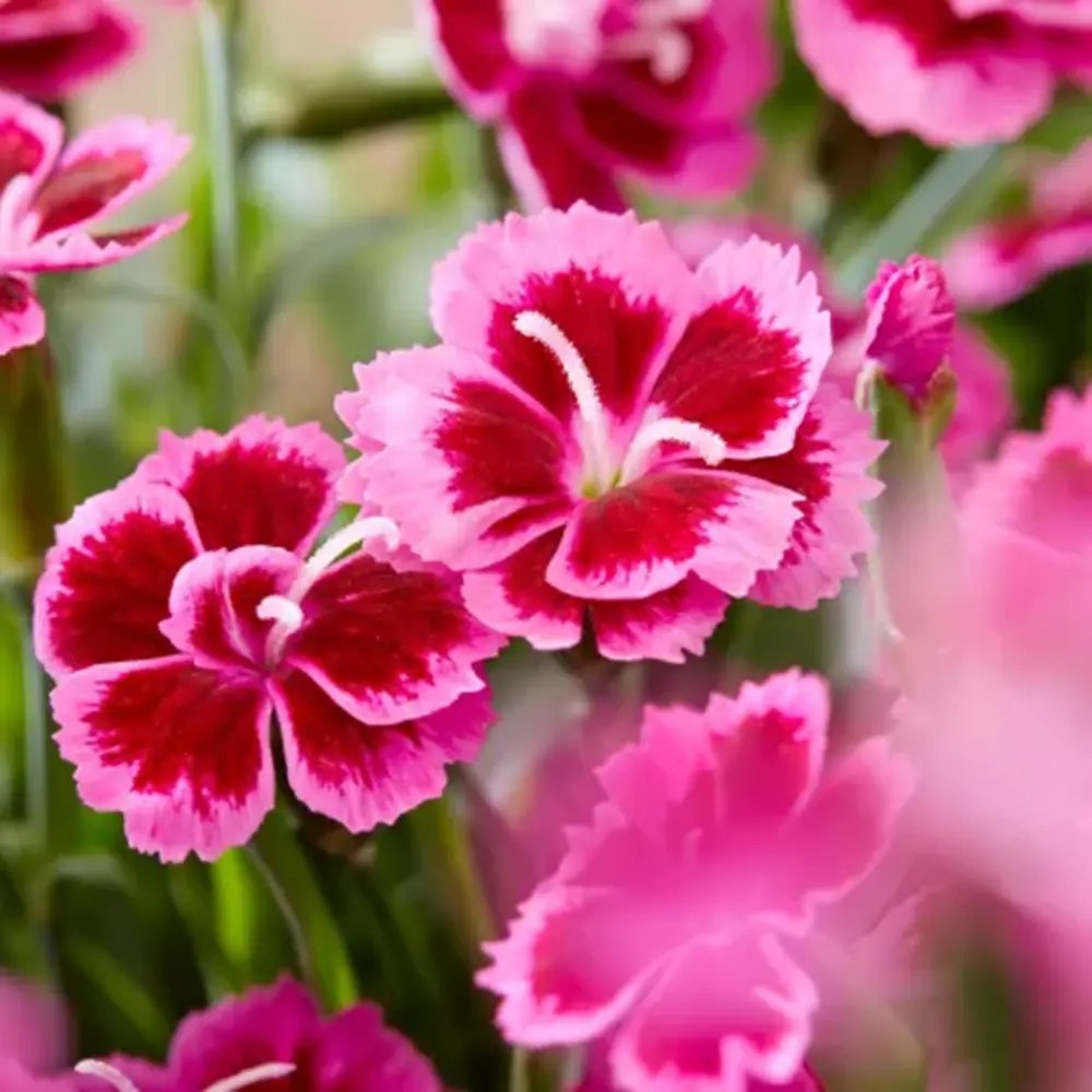 Карамфил (Dianthus) 'Picture Perfect' – ароматно многогодишно с двуцветни розови цветове