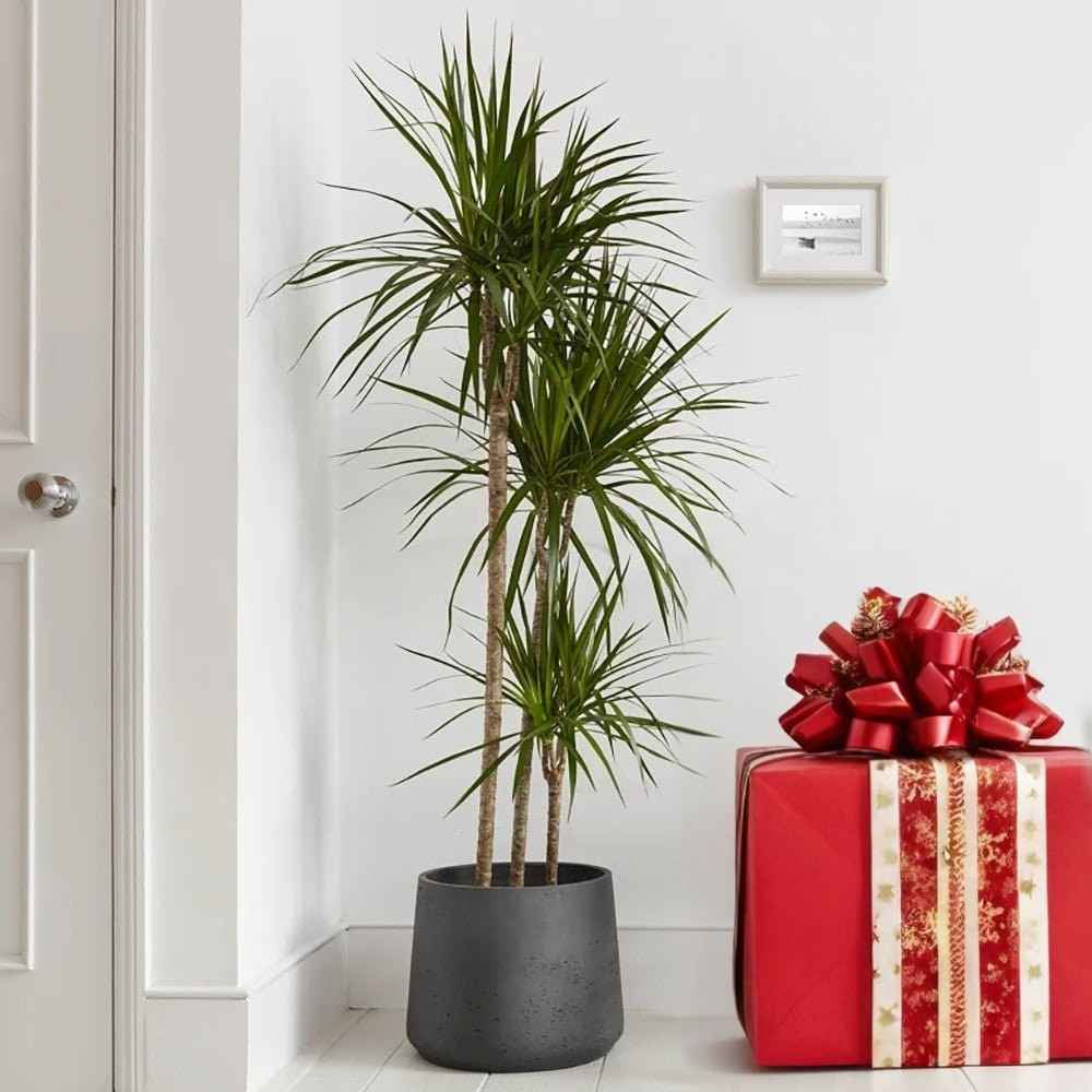 Trunchiul Fericirii (Dracena) Marginata, 110-120 cm, 3 Tulpini, planta decorativa cu frunze subtiri si tulpina inalta