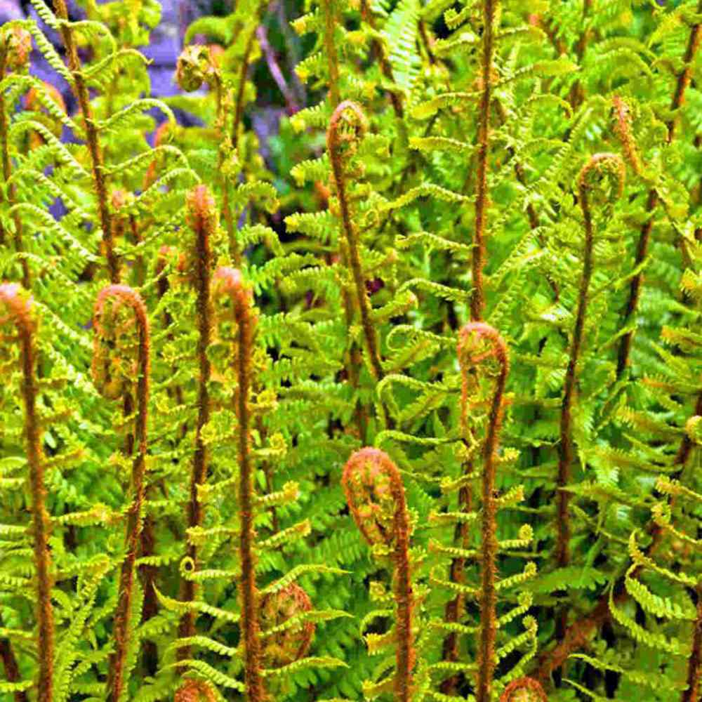Папрат The King (Dryopteris filix-mas) – едролистна многогодишна папрат за сянка