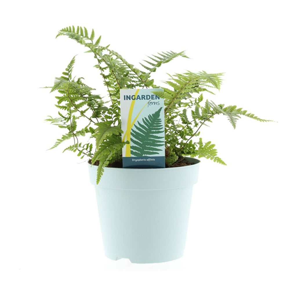 Feriga Masculina (Dryopteris Affinis), feriga decorativa vesnic verde pentru umbra si semiumbra, rezistenta la frig si la melci