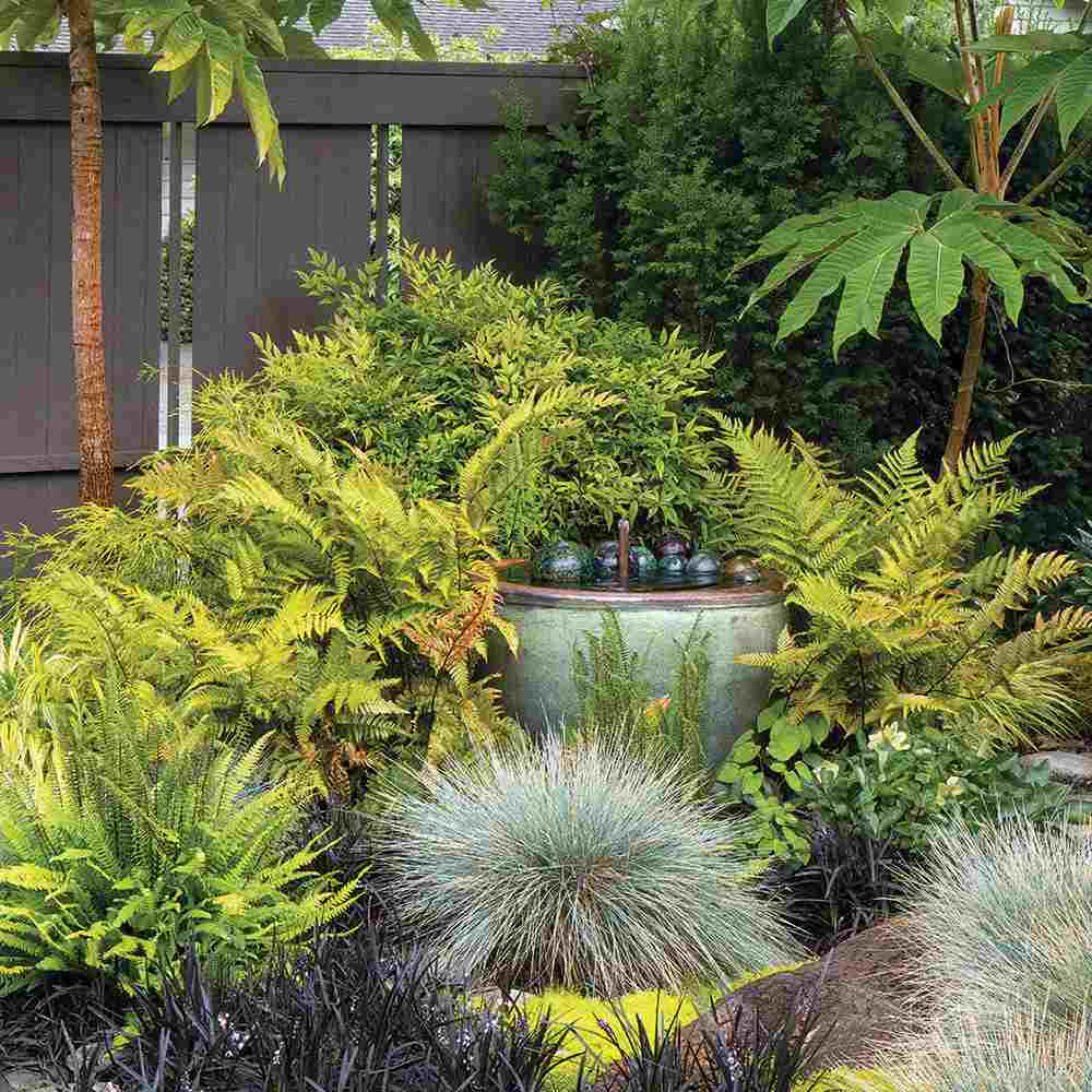 Градинска папрат (Dryopteris Erythrosora), декоративна с бронзово-зелени листа за сянка и полусянка