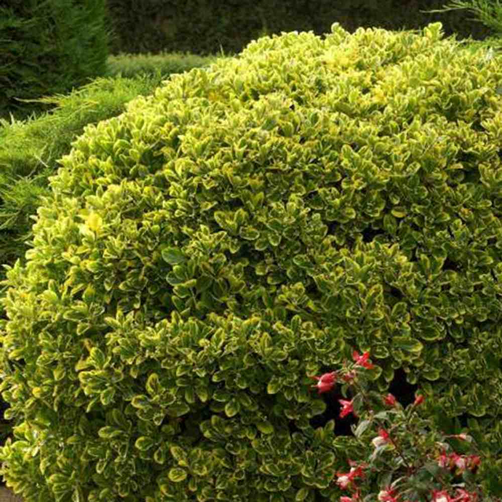 Японски евонимус Euonimus Aureomarginatus, декоративен вечнозелен храст с жълти краища, за жив плет и бордюри