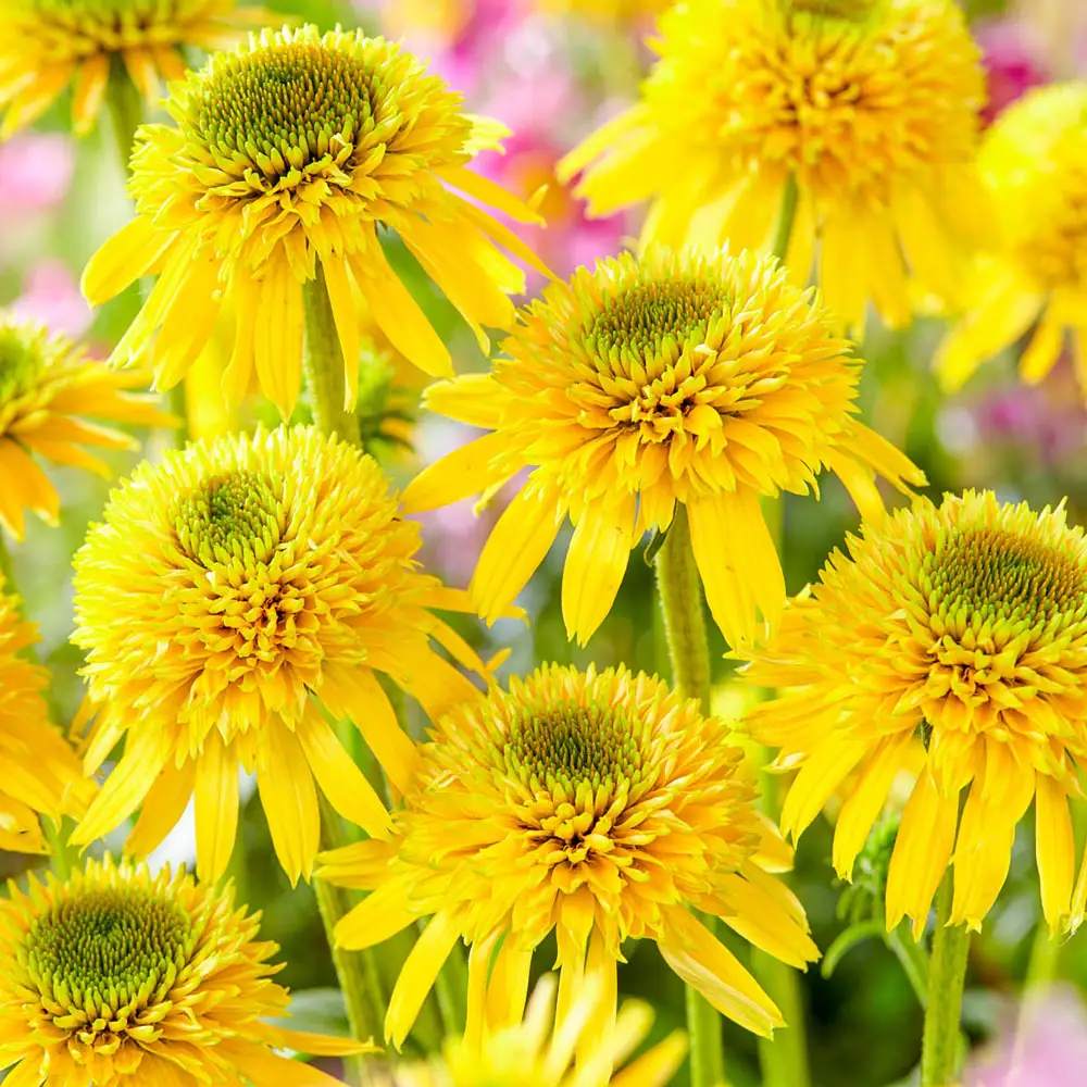 Ехинацея Eccentric Yellow – многогодишно с двойни жълти цветове за слънчеви градини