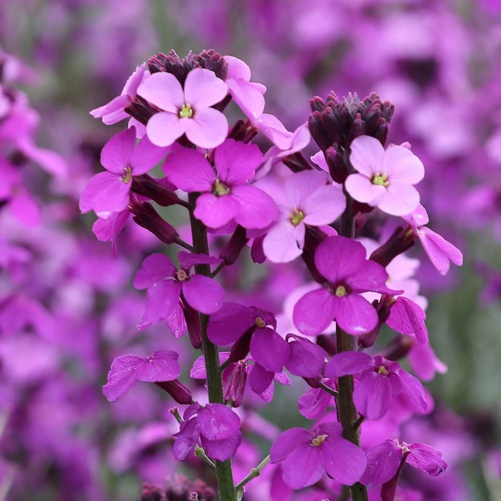 Ерисимум 'Bowles Mauve' – многогодишно растение с дълготраен лилав цъфтеж