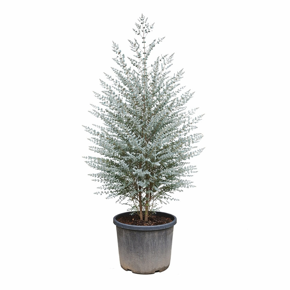 Евкалипт Eucalyptus gunnii 'Azura' – вечнозелено дърво със сребристо-синя листа и свеж аромат, 190/200 см