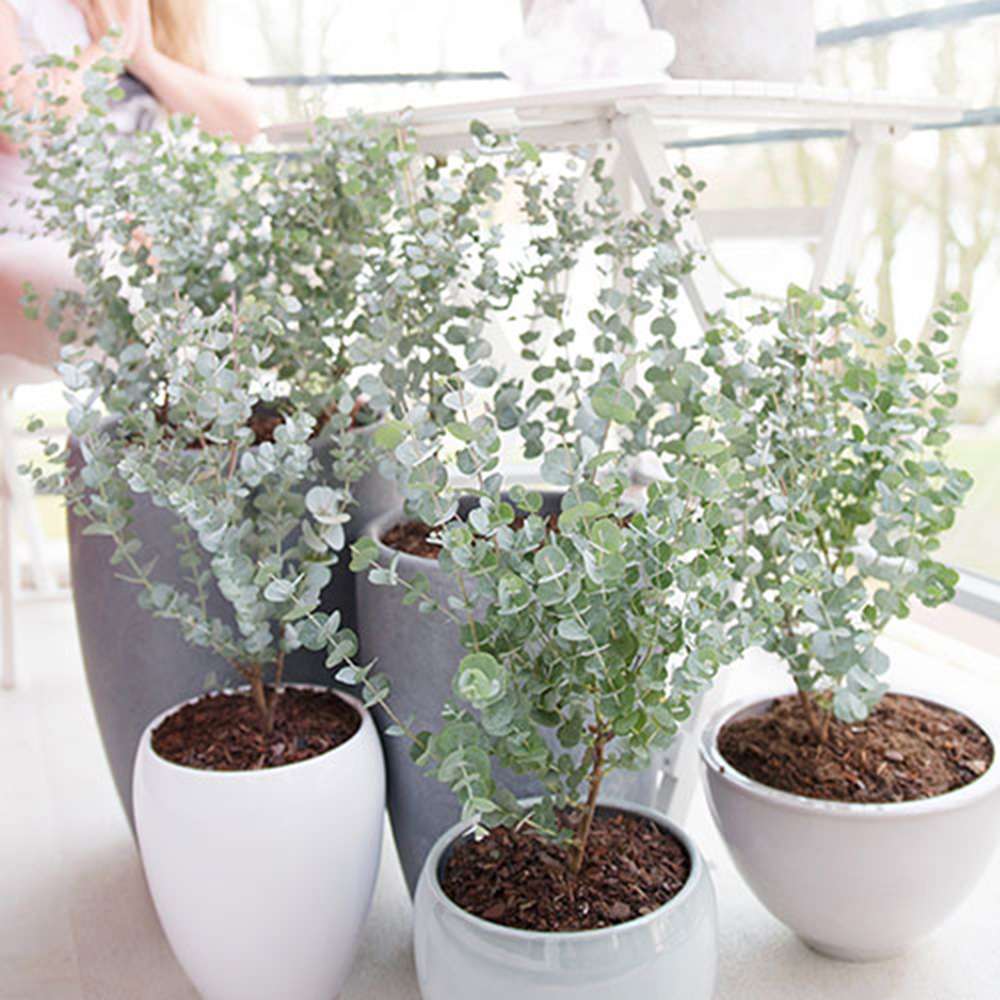 Евкалипт Gunnii Azur, вечнозелен декоративен синикаво-сребристи листа и свеж аромат