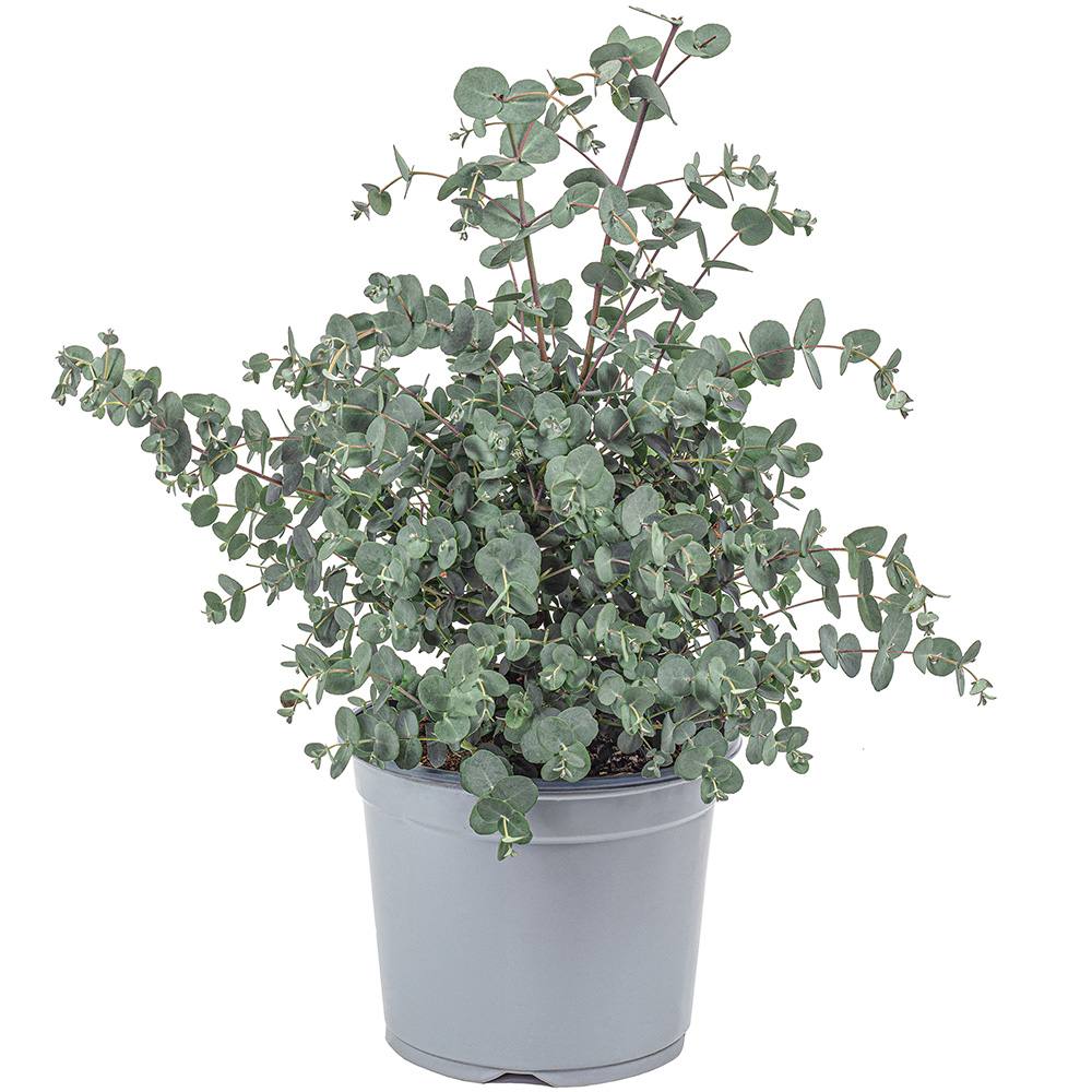 Евкалипт Gunnii Azur, вечнозелен декоративен синикаво-сребристи листа и свеж аромат