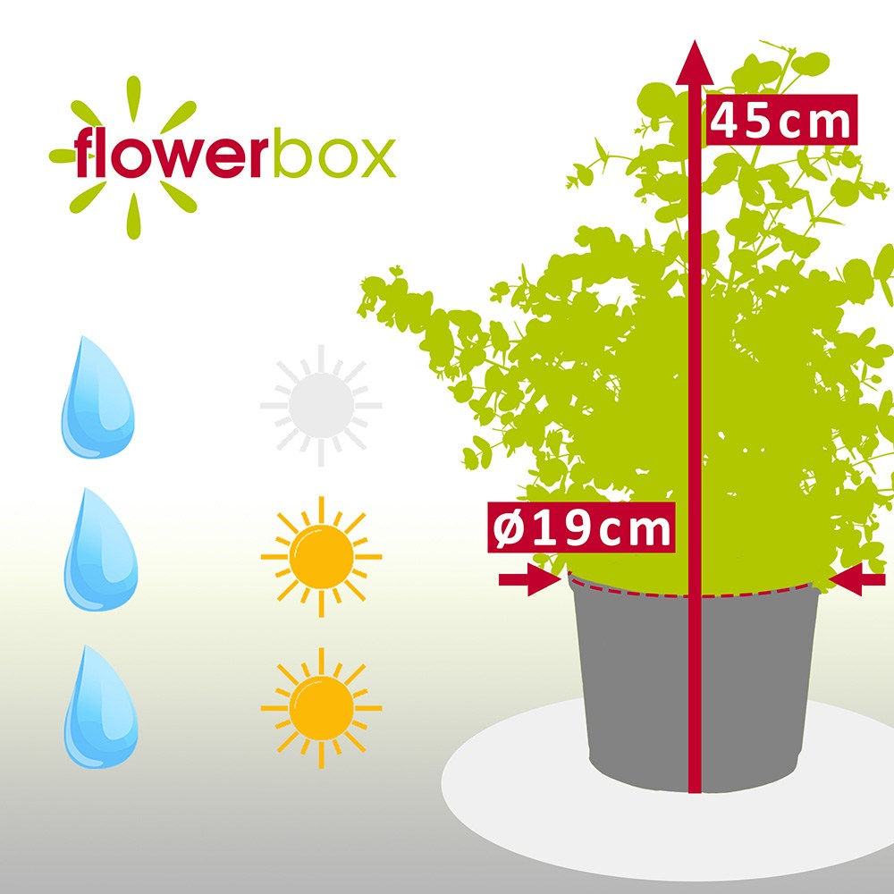 Евкалипт Gunnii Azur, вечнозелен декоративен синикаво-сребристи листа и свеж аромат