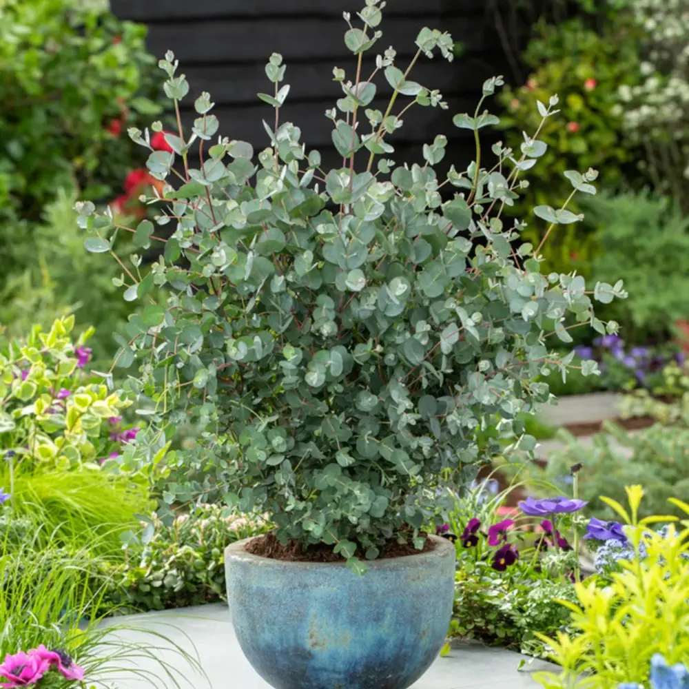 Евкалипт Gunnii Azur, вечнозелен декоративен синикаво-сребристи листа и свеж аромат