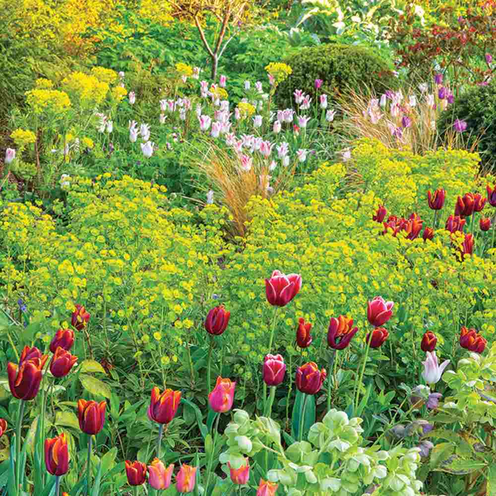 Еуфорбия (Euphorbia characias wulfenii), декоративно вечнозелено растение с жълти цветове, устойчиво на суша