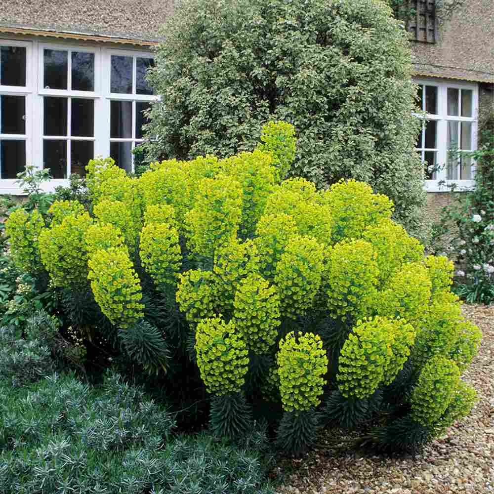 Еуфорбия (Euphorbia characias wulfenii), декоративно вечнозелено растение с жълти цветове, устойчиво на суша