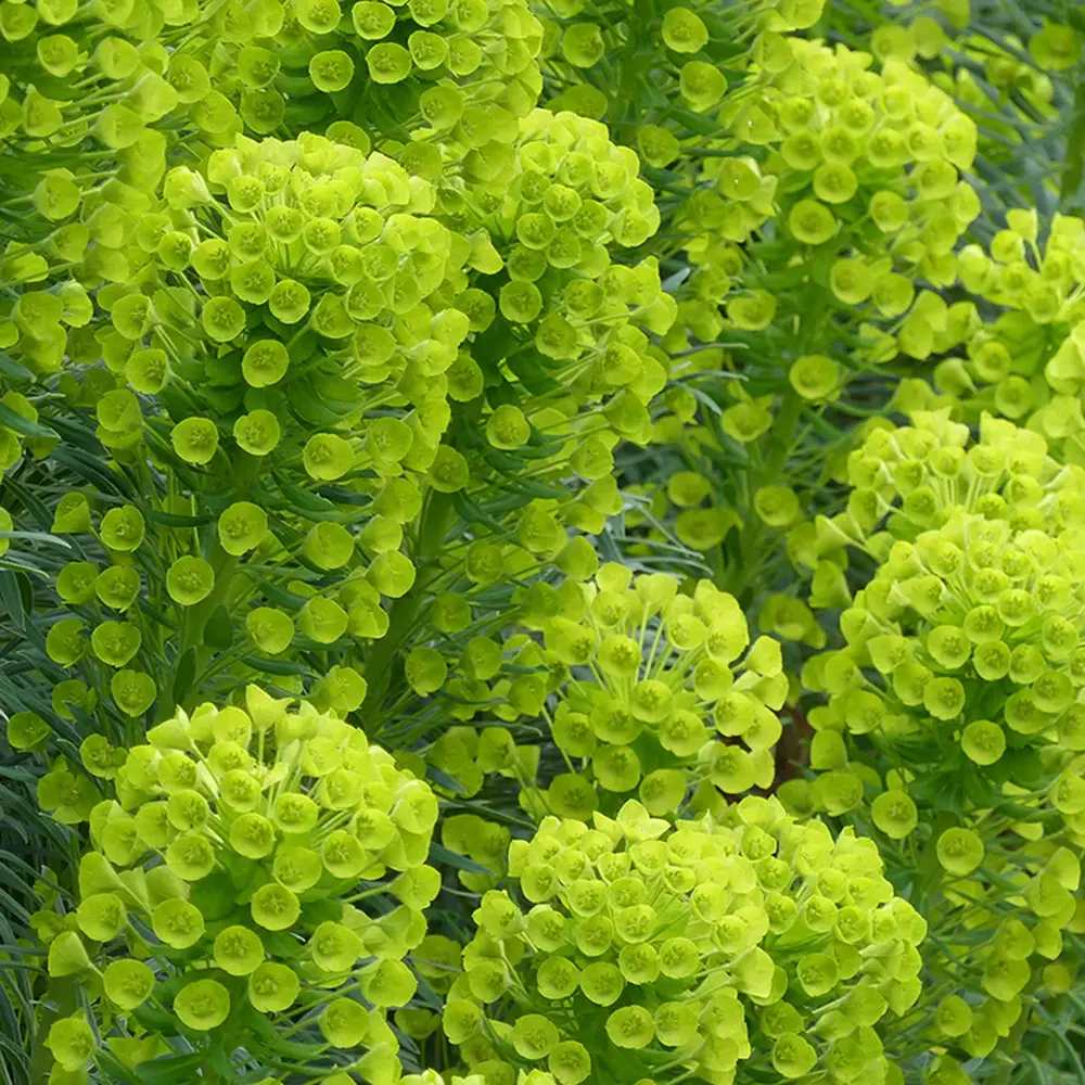 Еуфорбия (Euphorbia characias wulfenii), декоративно вечнозелено растение с жълти цветове, устойчиво на суша