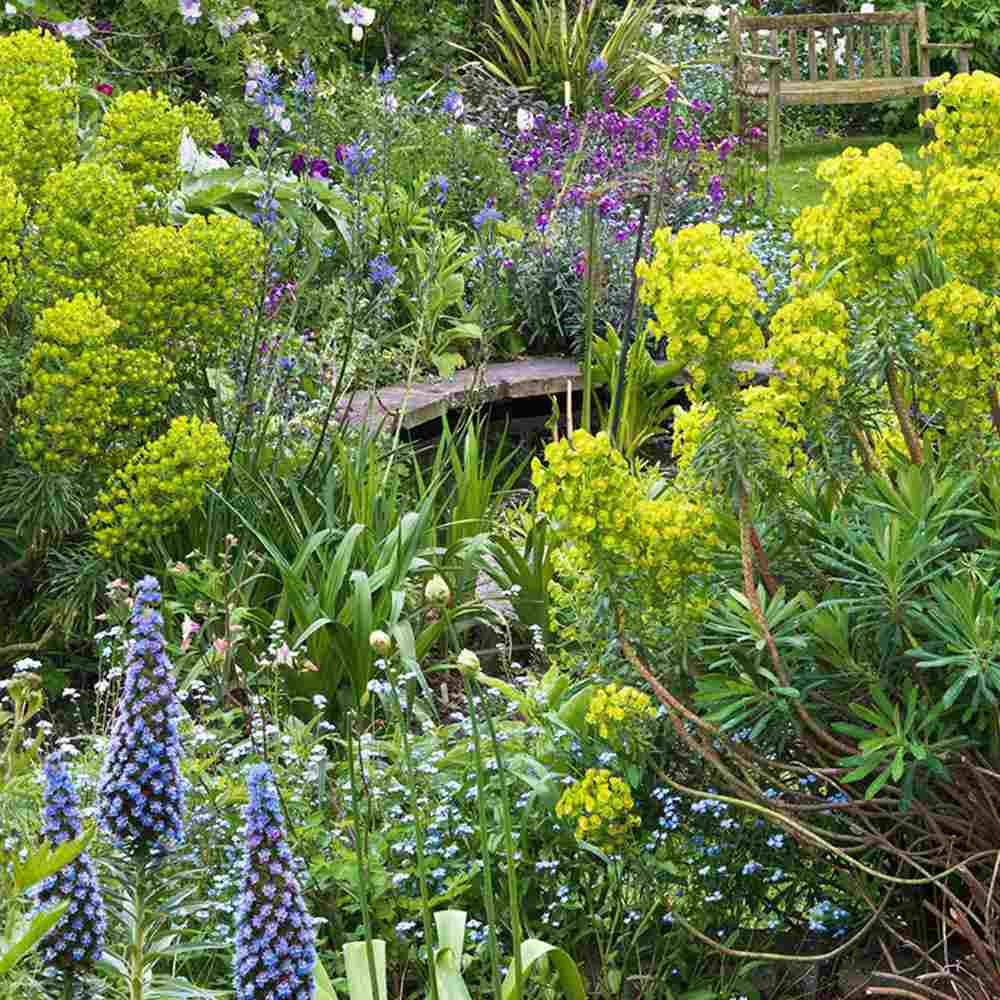 Еуфорбия (Euphorbia characias wulfenii), декоративно вечнозелено растение с жълти цветове, устойчиво на суша