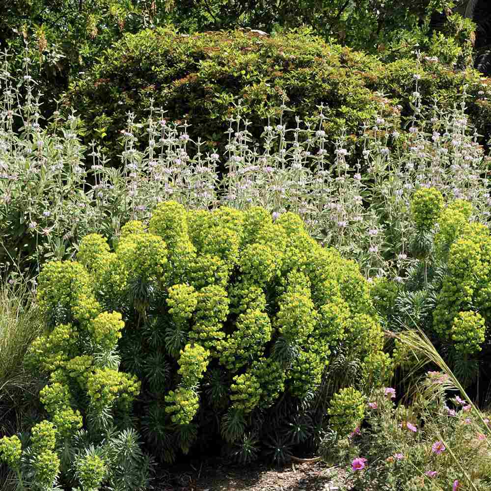 Еуфорбия (Euphorbia characias wulfenii), декоративно вечнозелено растение с жълти цветове, устойчиво на суша