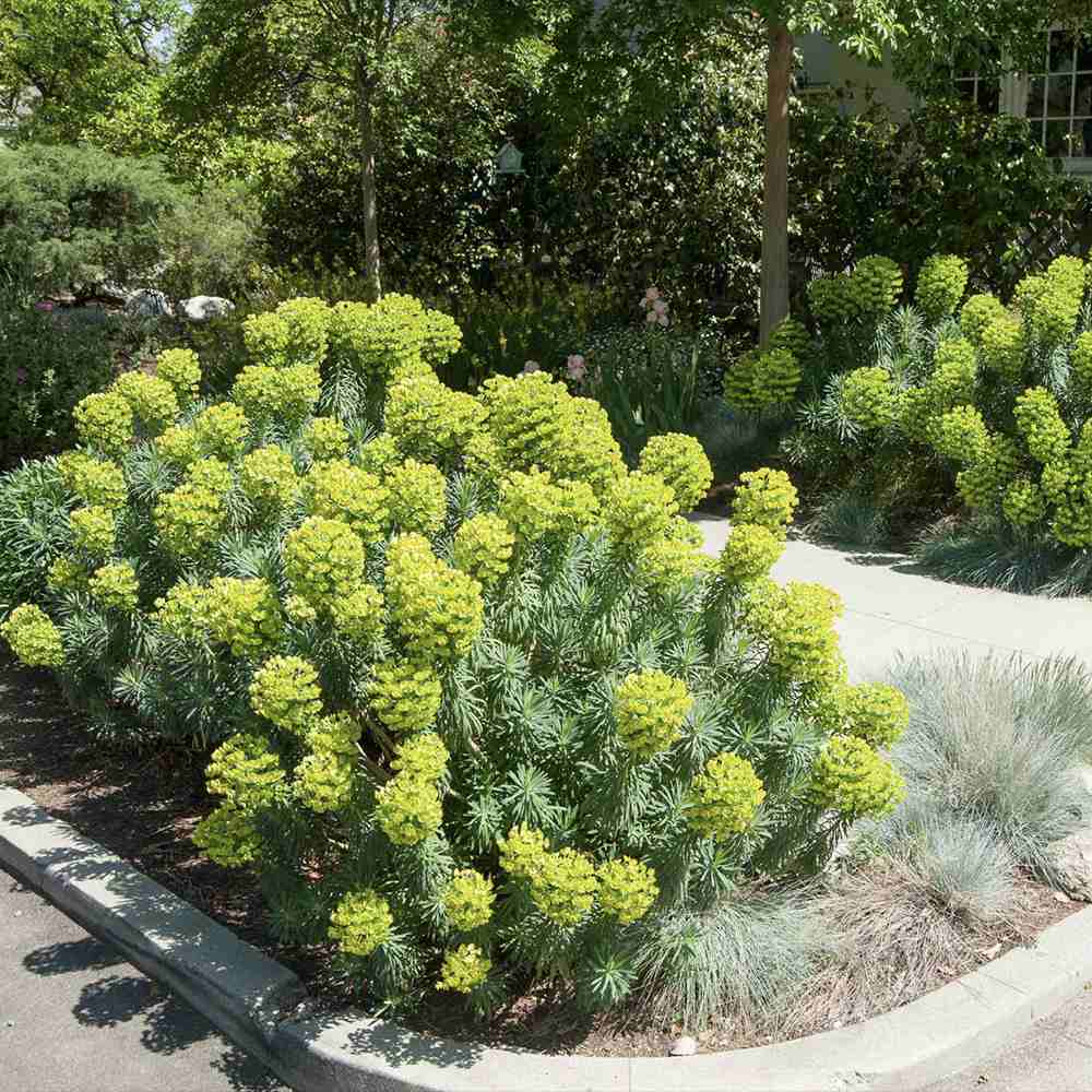 Еуфорбия (Euphorbia characias wulfenii), декоративно вечнозелено растение с жълти цветове, устойчиво на суша