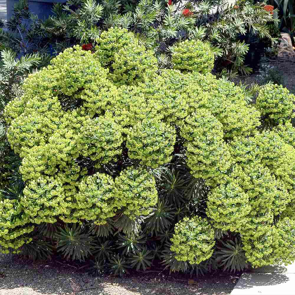 Еуфорбия (Euphorbia characias wulfenii), декоративно вечнозелено растение с жълти цветове, устойчиво на суша