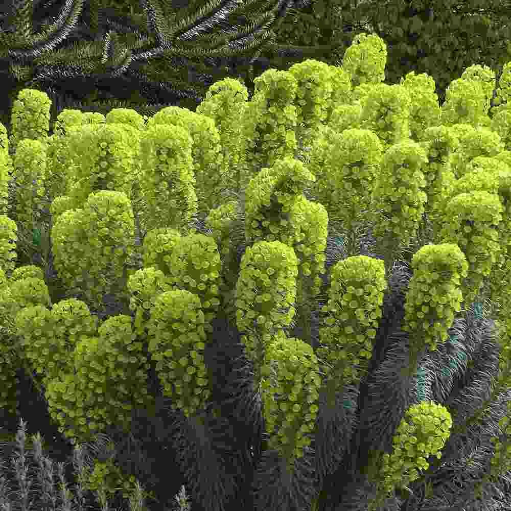 Еуфорбия (Euphorbia characias wulfenii), декоративно вечнозелено растение с жълти цветове, устойчиво на суша