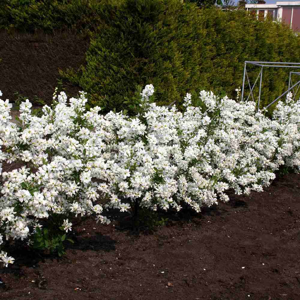 Екзохорда Niagara (Exochorda racemosa) – декоративен храст с бели пролетни цветове
