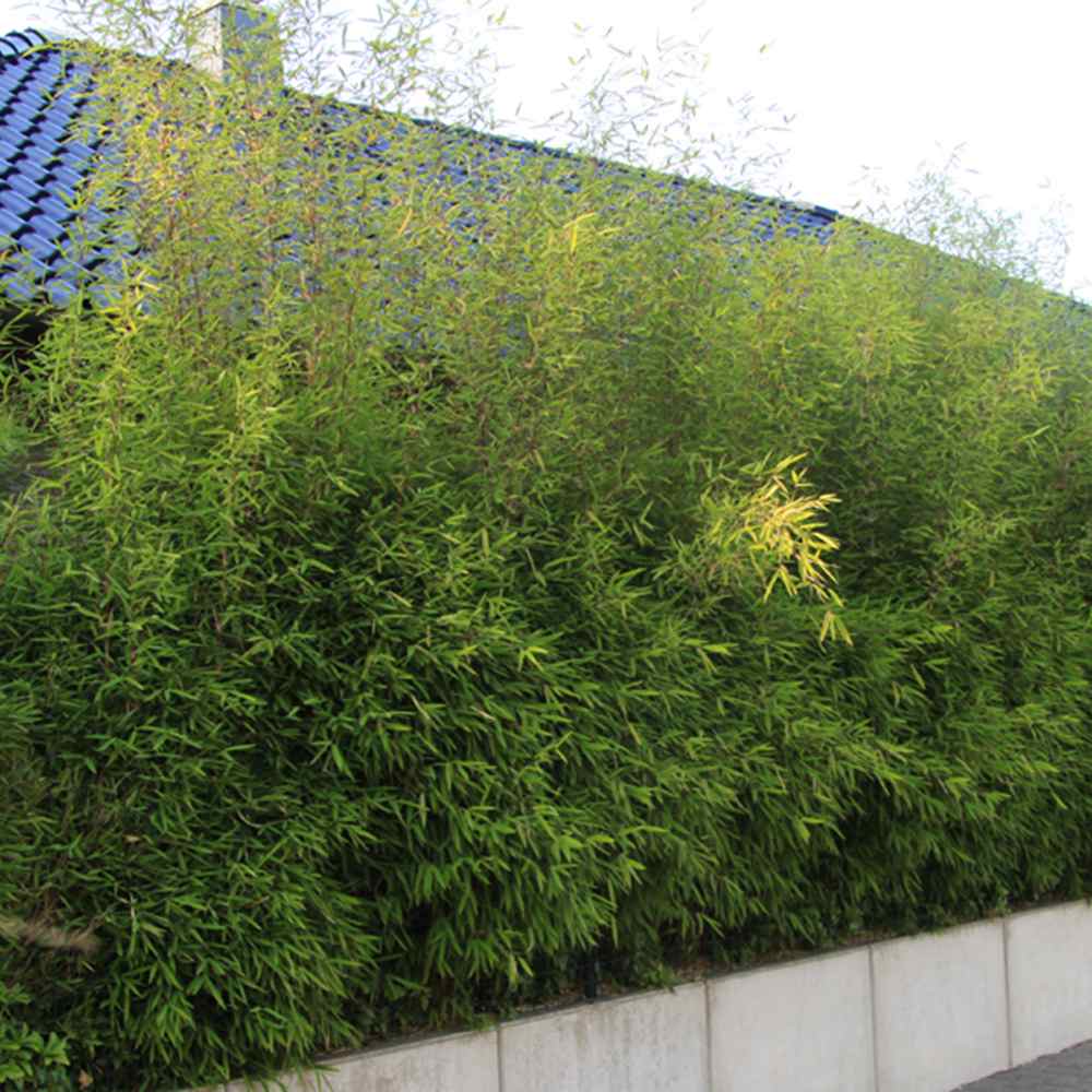 Градински бамбук Rufa (Fargesia Rufa), неинвазивен, студоустойчив, гъст жив плет