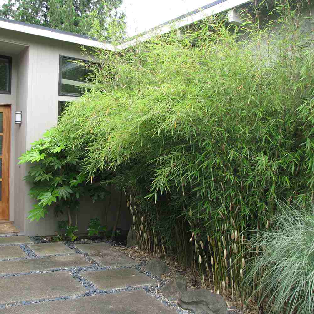 Градински бамбук Zebra Campbell (Fargesia Robusta Campbell), неинвазивен, студоустойчив, плътен жив плет