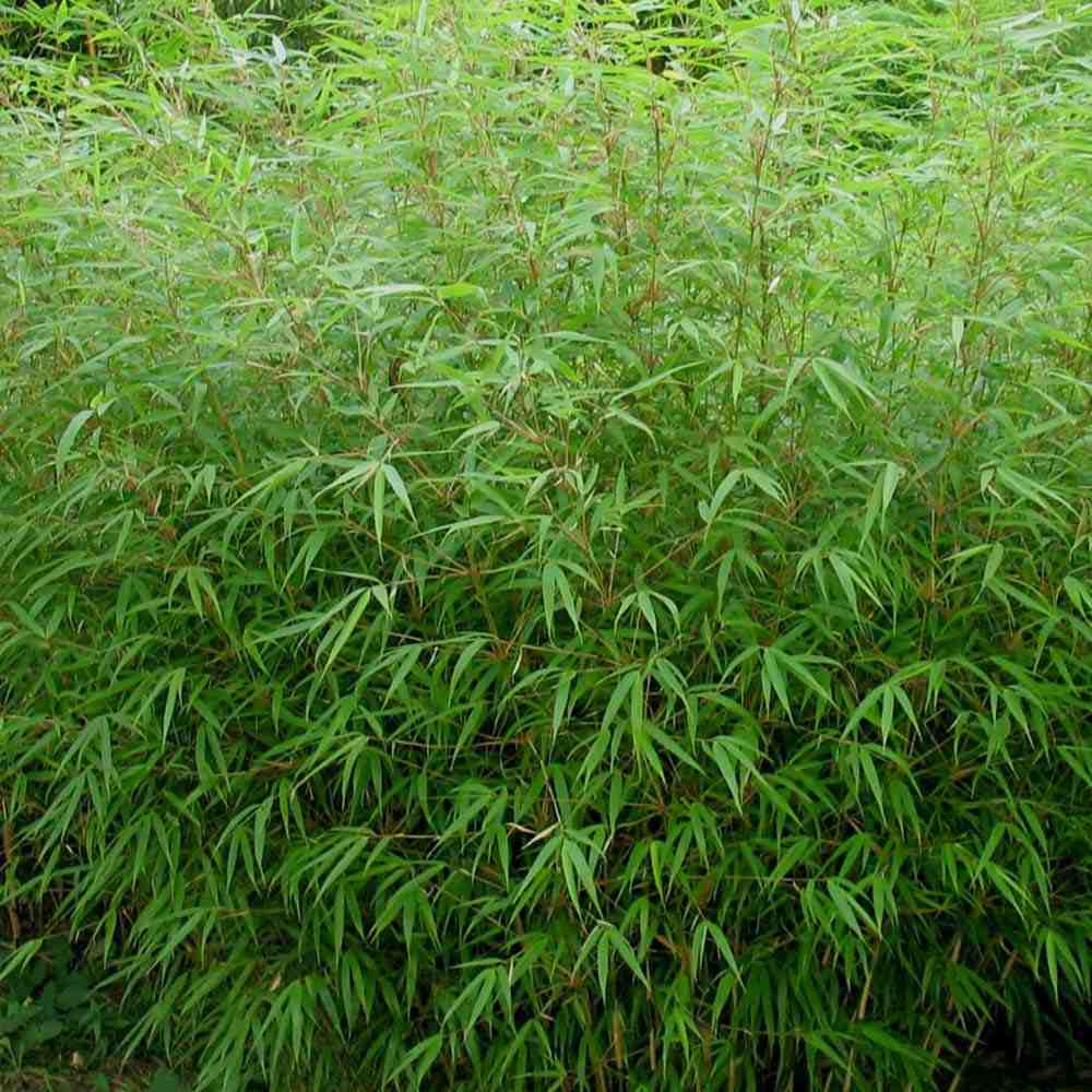 Градински бамбук Rufa (Fargesia Rufa), неинвазивен, студоустойчив, гъст жив плет