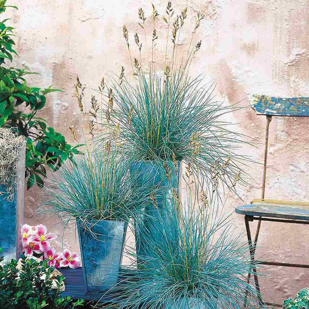 Festuca Glauca (Iarba Albastra) Elijah Blue, iarba decorativa perena cu frunzis albastru-argintiu, rezistenta la seceta si frig