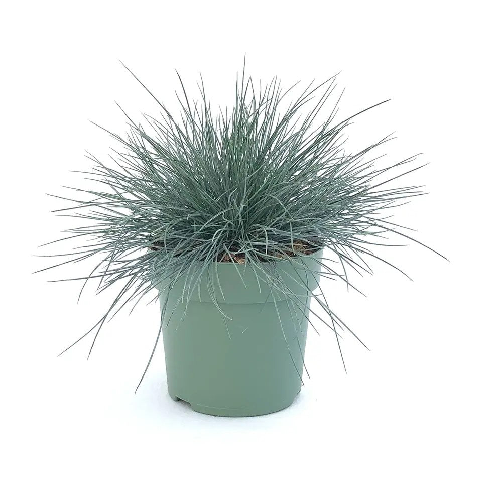 Festuca Glauca (Синя трева) Elijah Blue