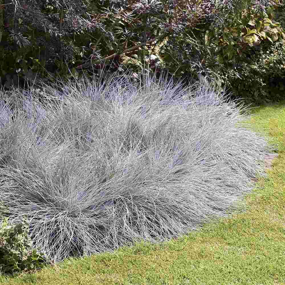 Festuca Glauca (Синя трева) Intens Blue, декоративна трева с интензивносини листа, компактна, идеална за бордюри и скални градини, устойчива на суша