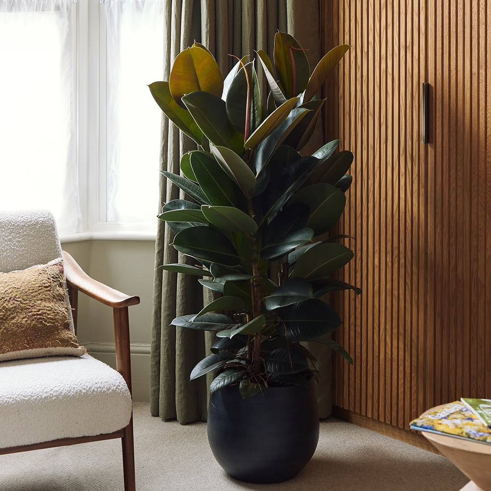 Каучуково дърво (Ficus robusta), 130-135 см