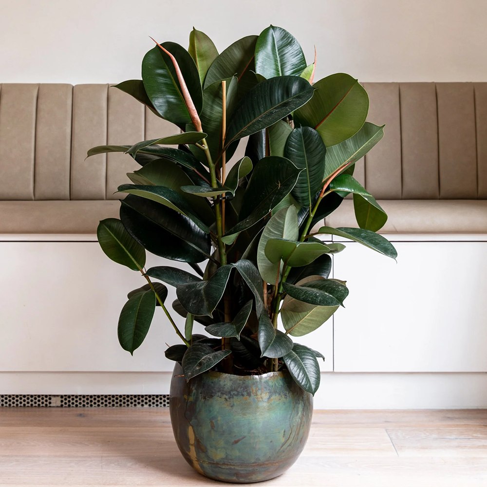 Каучуково дърво (Ficus robusta), 130-135 см