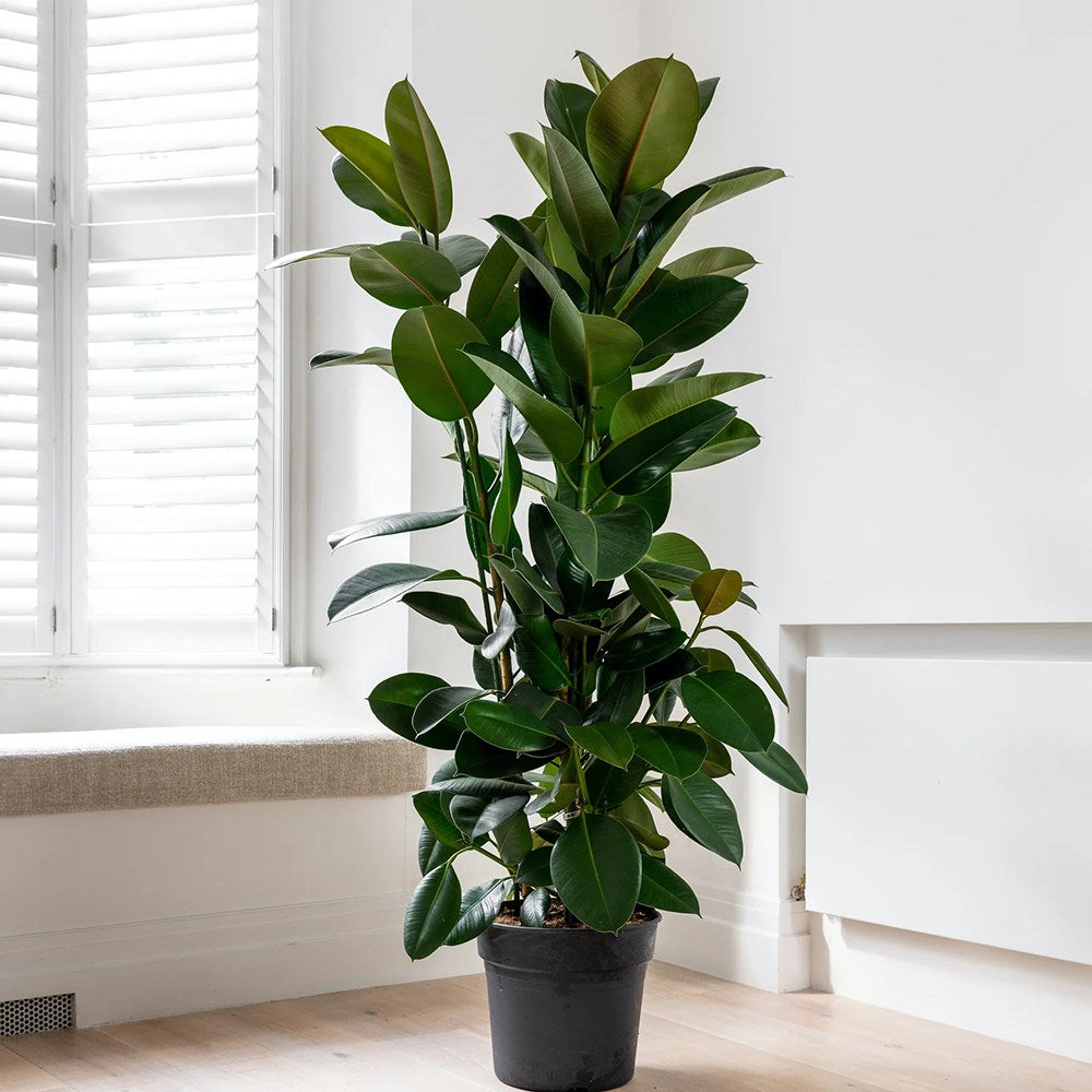 Каучуково дърво (Ficus robusta), 130-135 см