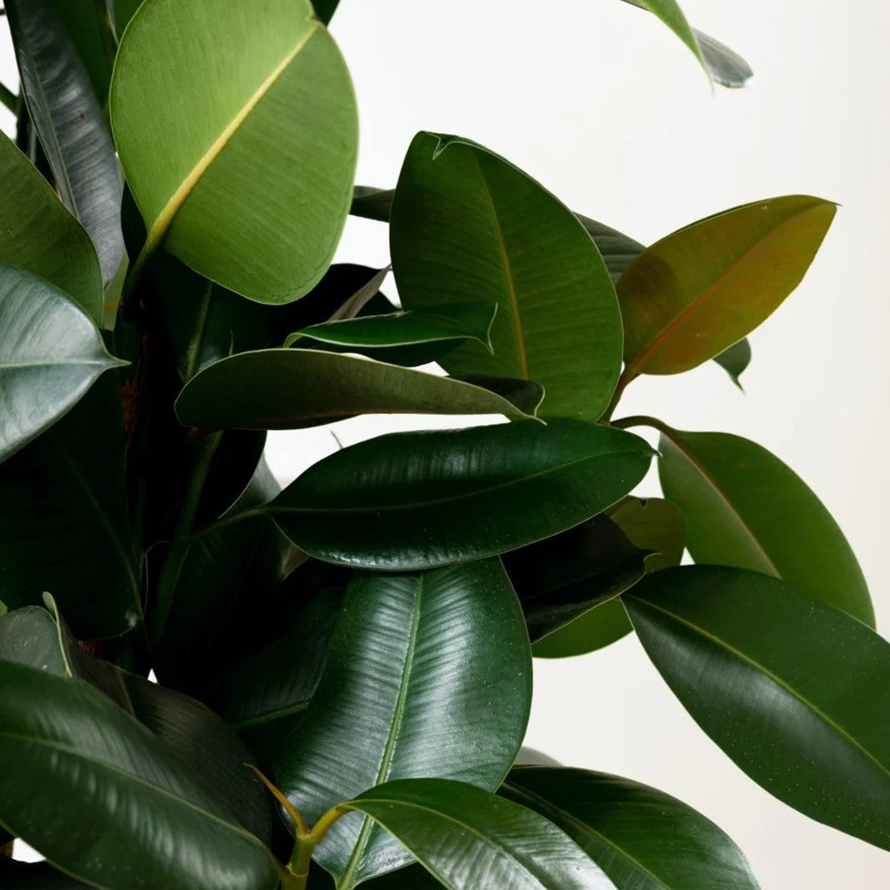 Каучуково дърво (Ficus robusta), 130-135 см