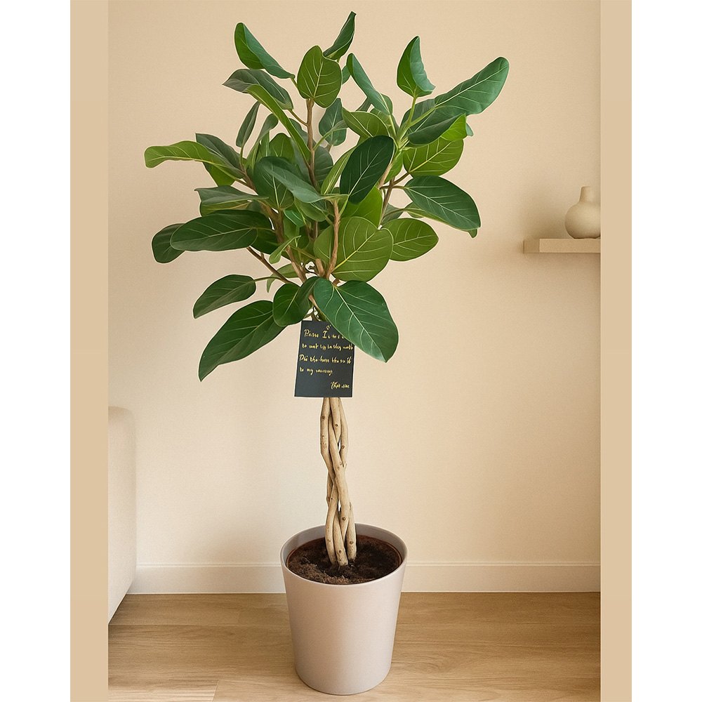 Ficus Audrey, Tip Copac cu tulpina impletita, 110-120 cm, ficus de apartament cu frunze verzi mari catifelate