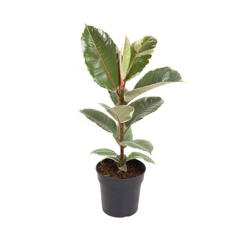 Фикус каучуконосен Ficus Elastica 'Tineke' – пъстролистна стайна красавица, 50–55 см