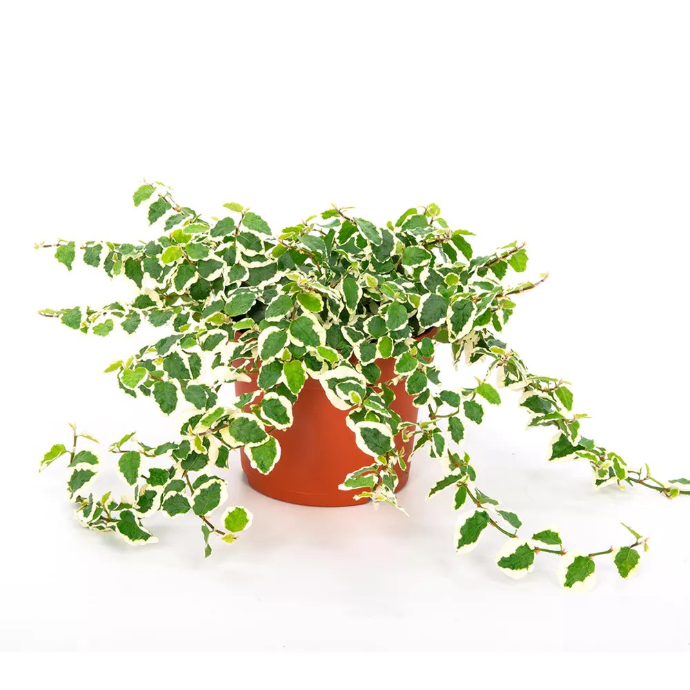 Ficus pumila Sunny, ficus, planta cataratoare variegata, ficus curgator interior, planta decorativa cu frunze verde crem, planta suspendata interior- 30-35 cm